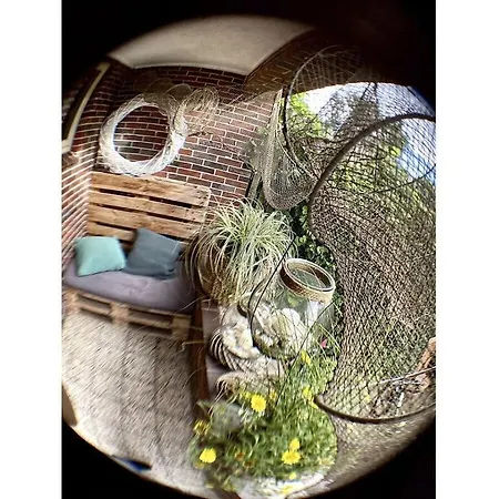 Dandelion Modern Retreat